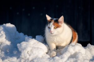 家庭用脱毛器の効果があるのは本当ですか？